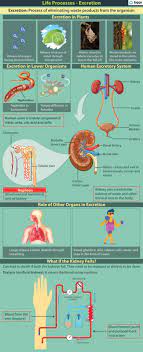Check spelling or type a new query. Excretion In Plants And Animals Human Excretory System With Examples