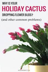 To ensure that there are no christmas cactus buds falling off and production is dense, provide 14 hours of darkness in september until the end of november, but bright. Common Holiday Cactus Care Problems