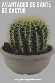 avantages de sante de cactus cactus jardin cactus et plantes succulentes terrarium pour plantes grasses