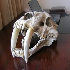 Compre 1 1 Desnuda De Cranio De Tigre Dente De Sabre Replica Cabeca Modelo Home Bar Decoracao Barato Frete Gratis Avaliacoes Reais Com Fotos Joom