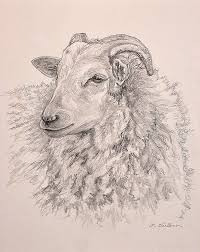Sheep Pencil Drawing Art Print Sheep Portrait Farm Animal Etsy Sheep Drawing Sheep Art Sheep Face