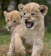 Baby Lion Roaring Cute Baby Cats Baby Lion Baby Cats