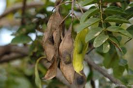 Image result for Xeroderris stuhlmannii