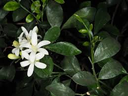 Image result for Rutaceae