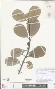 Image result for Manilkara obovata
