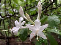 Image result for Vandellia subracemosa