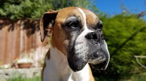 A brainstem auditory evoked response (baer) test, which can either tell you whether your dog is deaf, or how deaf they are by measuring. Dog Treated With Radiation For Brain Tumor School Of Veterinary Medicine