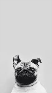 Funny Puppy Dog Simple Macro Iphone 6 Wallpaper Iphonewallpapers Dog Wallpaper Iphone Pug Wallpaper Dog Wallpaper