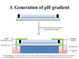 Isoelectric Focusing : R/Mcat