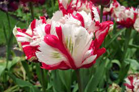 Rick S U K Garden Year Pansies Flowers Bulb Flowers Planting Tulips