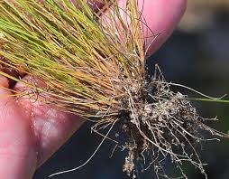 Image result for Bulbostylis trabeculata