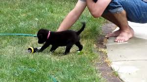 The border collie lab mix comes from two intelligent working lines. Lucy The Border Collie Lab Puppy Playing With Water Youtube