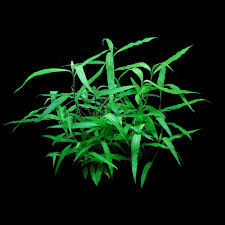 Image result for Floscopa africana