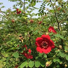 Lloyd brace at the roseraie at bayfields describes this rose as having tall, arching canes that present a soaring display of. Rosa Moyesii Geranium Rose Moyesii Geranium Uploaded By Igrowhort