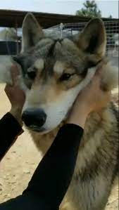 Literally great god, from 大 (ō, great) and 神 (kami, god). ã‚ªã‚ªã‚«ãƒŸçŠ¬ã®ã»ã»ã‚'ãƒ—ãƒ‹ã£ å¤§åž‹çŠ¬ã®é£¼ã„ä¸»ãŒèªžã‚‹ è¦šæ‚Ÿã¨ä¿¡é ¼é–¢ä¿‚ Eltha ã‚¨ãƒ«ã‚¶