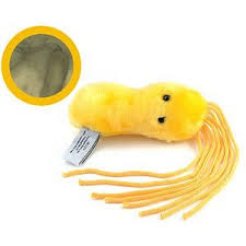 Giant Plush Microbes Plush Microbes Giant Plush Giant Microbes