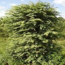 Image result for Pseudolachnostylis maprouneifolia
