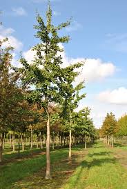 See full list on thespruce.com Ginkgo Biloba Tremonia Ginkgo Biloba Tremonia Van Den Berk Nurseries