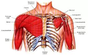 Almost every muscle constitutes one part of a pair of identical bilateral muscles, found on both sides, resulting in approximately 320 pairs of muscles. Bodybuilding I Am Not Getting Cuts In Between My Chest And Not Getting Upper Pectorals Developed Can You Suggest Me Proper Exercises For Them Quora
