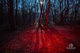 Carte de colorat si activitati antistres. The Hoia Baciu Forest Truth Or Legend Posts Facebook