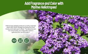 Image result for Heliotropium ciliatum