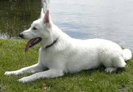 Mar 21, 2019 · how long do white german shepherds live? 5 Common Questions About The White German Shepherd Animalso