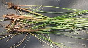 Image result for Pycreus flavescens