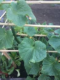 The beauty of container gardening is the ability to grow nearly any vegetable and many fruit varieties, given the right conditions and enough room for a container of an appropriate size. Small Space Vegetable Gardening