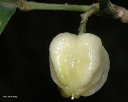 Image result for Pteronia acuminata