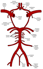 These vessels transport blood cells, nutrients, and oxygen to the tissues of the body. Brain Blood Supply Position Structure Function Summary