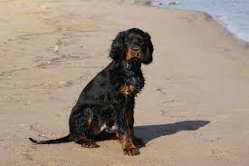 We did not find results for: Gordon Setter Characteristics And Character Dogs Breeds