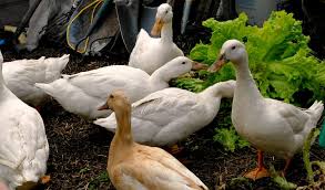 For duck breeds that can fly, clipping the ten primary flight feathers of one wing annually will keep them grounded. 10 Reasons To Keep Ducks On The Homestead