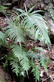 Image result for Amblovenatum opulentum