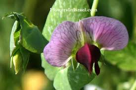 Image result for Pisum