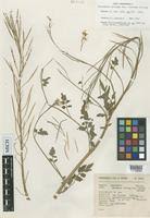 Image result for Cardamine obliqua