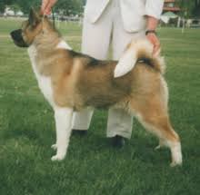 Akita Dog Wikipedia