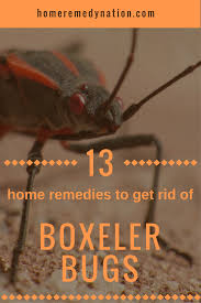 13 Safe Home Remedies To Get Rid Of Boxelder Bugs Home Remedies Remedies Bugs