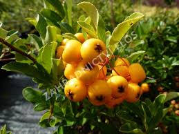 Image result for Pyracantha coccinea soleil d'or