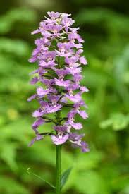 Northern virginia is home to lots of great native plants. 92 West Virginia Wildflowers Ideas Wild Flowers West Virginia Virginia