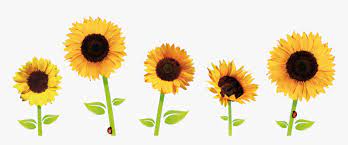 Free Free 109 Clipart Sunflower Png Transparent SVG PNG EPS DXF File