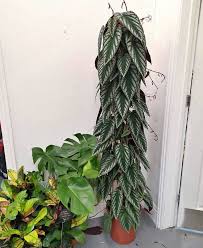 Image result for Cissus