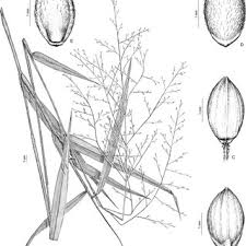 Image result for Panicum habrothrix