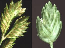 Image result for Tristachya