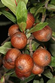 Image result for Rothmannia globosa