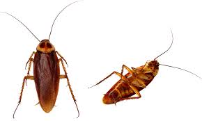 Image result for insects