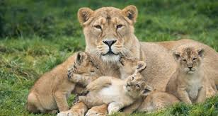 Image result for asiatic lion