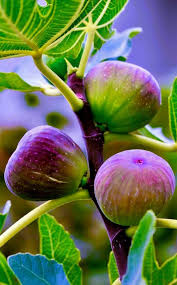 Pin By Winona Taylor On Flower Songs Fruit Photography Fruit Plants Beautiful Fruits