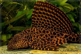 Check spelling or type a new query. L Welse Com Datenbank Glyptoperichthys Gibbiceps L 165 Powered By Reviewpost Welse Aquarium Einrichten Niedliche Tiere