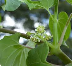 Image result for Cynanchum orangeanum