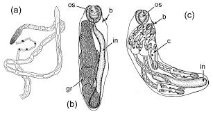 Image result for Dignathia